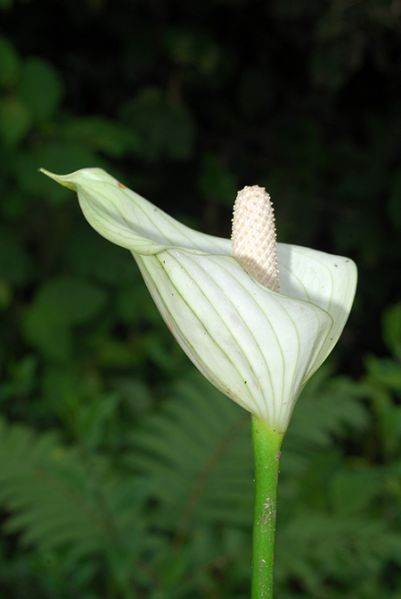 文件:AnthhartleyianumCroat 06.jpg