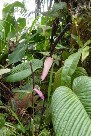Pictured in La Planada Reserve, Narino, Colombia Image Copyright © 2018 by Bruce Dunstan