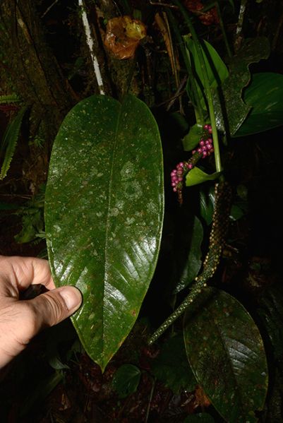 文件:AnthmicheliiCroat 09.jpg