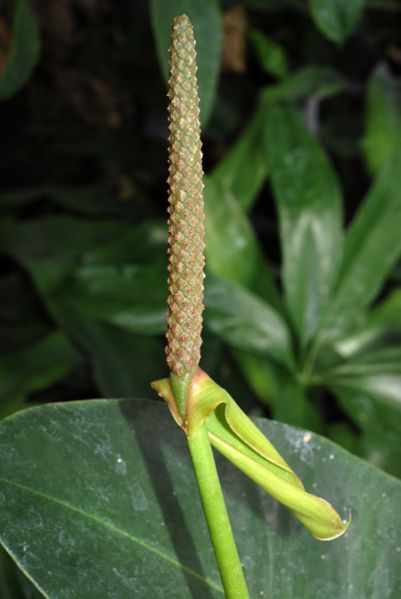 文件:Anthparasiticum 02.jpg