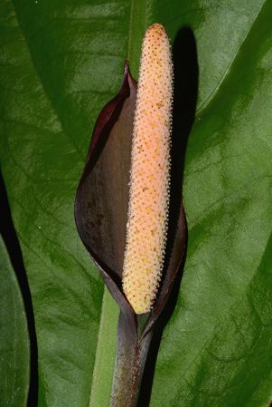 Pictured in the Botanischer Garten München (Germany) Image Copyright © 2016 by David Scherberich