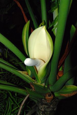 Pictured in cultivation, Pagsanjan, Luzon (Philippines) Image Copyright © 2017 by Patrick Blanc