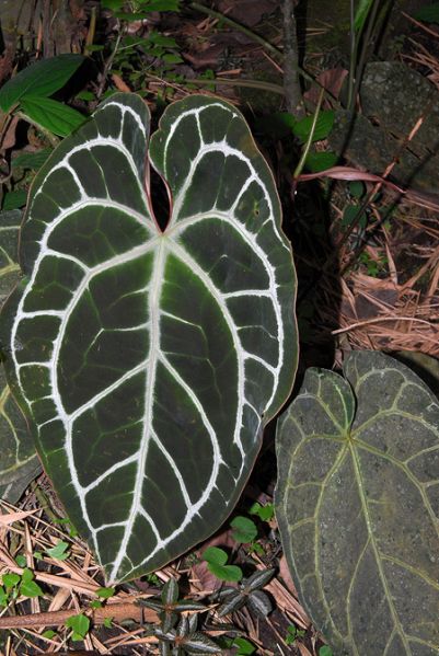 文件:Anthcrystallinum 05.jpg