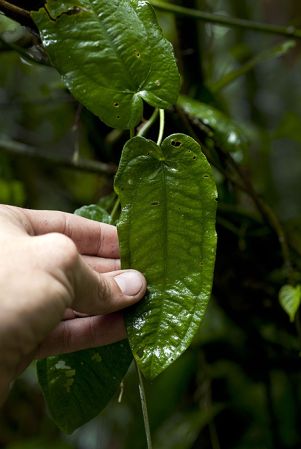 Pictured in Guatemala Image Copyright © 2013 by Fred Muller