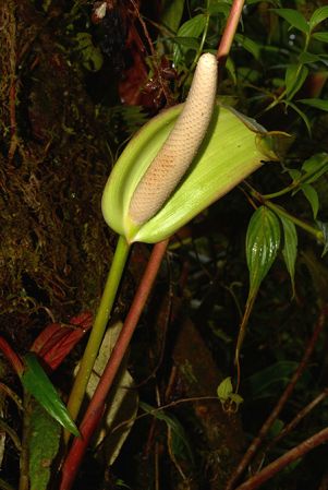 Pictured in Tungurahua, Ecuador Image Copyright © 2015 by David Scherberich