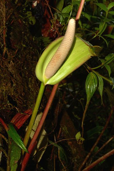 文件:Anthlongistrorsum 01.jpg