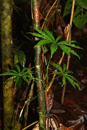 Pictured along Rio Piatua, Napo/Ecuador Image Copyright © 2015 by David Scherberich