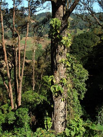 Pictured in Guatemala: Western Jalapa, 2200m. Image Copyright © 2007 by Fred Muller