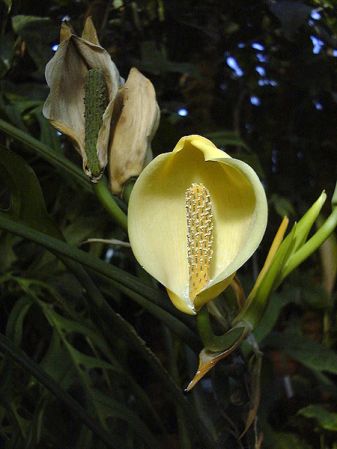 Pictured at the Jardin Botanique du Montet (Nancy, France) Image Copyright © 2009 by David Scherberich