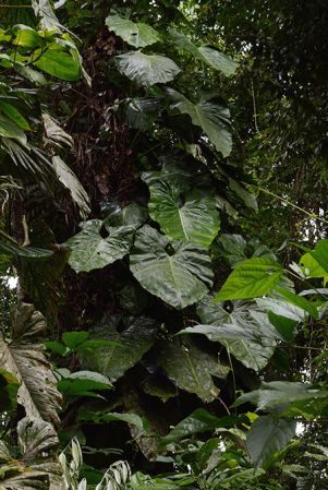 Pictured in Puerto Morona (Morona Santiago, Ecuador) Image Copyright © 2013 by David Scherberich