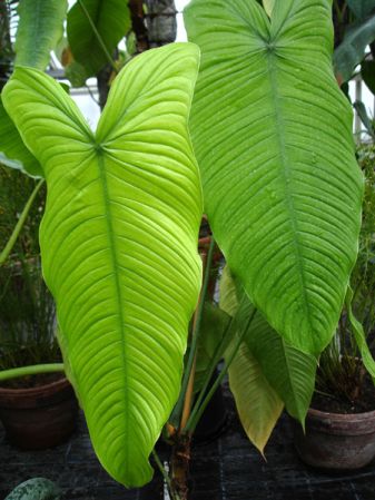 Pictured at the Botanischer Garten und Botanisches Museum Berlin-Dahlem (Germany) Image Copyright © 2006 by David Scherberich