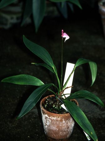 Pictured at the Jardin Botanique du Montet (Nancy, France) Image Copyright © 2003 by David Scherberich