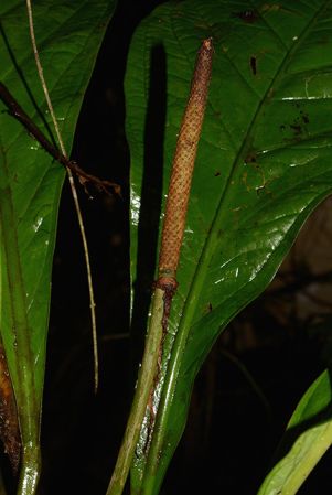 Croat 105917 pictured in Yasuni National Park (Orellana, Ecuador) Image Copyright © 2015 by David Scherberich