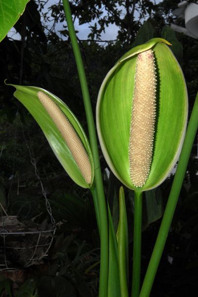 文件:AnthformosumSJ 03.jpg