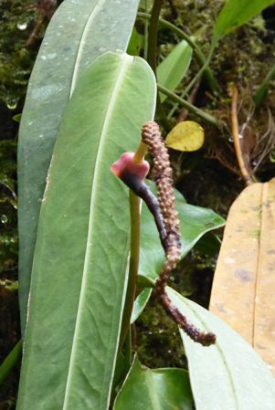 Pictured in Chiriqui, Panama Image Copyright © 2016 by Bruce Dunstan