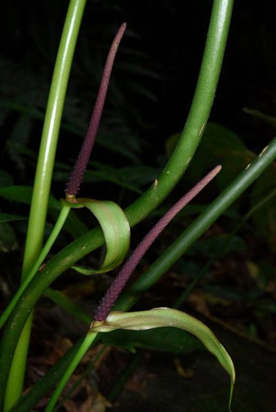 文件:AnthpedatoradiatumFM 05.jpg