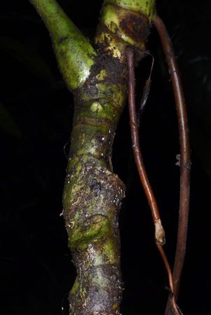 Pictured in Huanuco, Peru Image Copyright © 2020 by Fred Muller