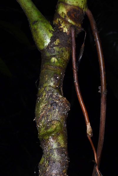 文件:AnthpeltatumFMPER 09.jpg