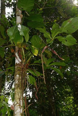 Croat 105844 pictured in Yasuni National Park (Orellana, Ecuador) Image Copyright © 2015 by David Scherberich
