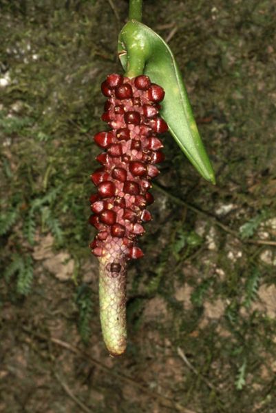 文件:AnthrupicolaGYG 03.jpg