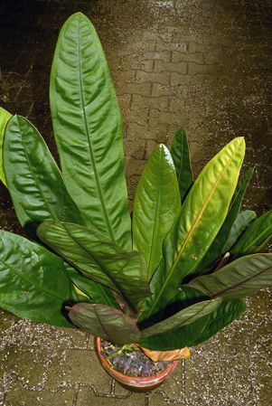 Pictured in the Botanischer Garten München (Germany) Image Copyright © 2016 by David Scherberich