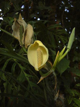 Pictured at the Jardin Botanique du Montet (Nancy, France) Image Copyright © 2009 by David Scherberich