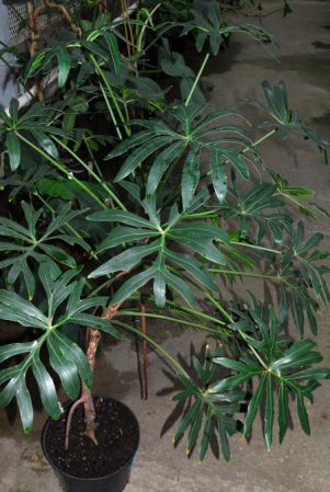 Mayo 707, pictured in Kew Botanic Gardens Images Copyright © 2005 by David Scherberich