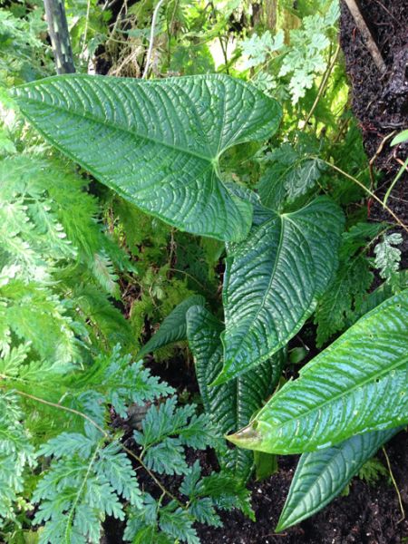 文件:Anthlapoanum 01.jpg