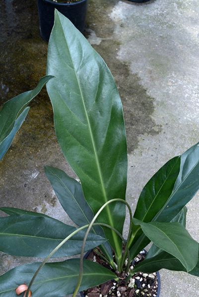 文件:Anthsolitarium1977-1439K 02.jpg