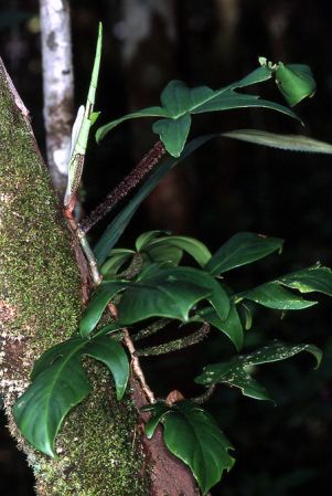 Pictured in Mana, French Guiana Image Copyright © 2006 by David Scherberich