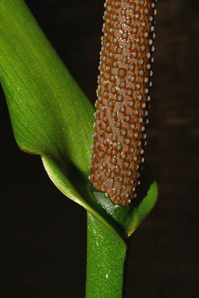 文件:AnthlleweliniiM 06.jpg