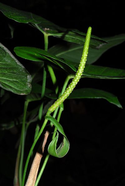 文件:AnthmyosuroidesCroat 03.jpg