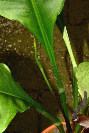 Pictured in the Botanischer Garten München (Germany) Image Copyright © 2016 by David Scherberich