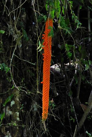 Pictured in Fortuna, Chiriqui (Panama) Image Copyright © 2016 by Bruce Dunstan