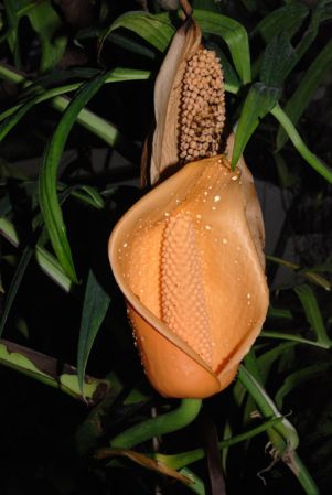 From Peru, pictured at the Jardin Botanique de Lyon (France) Image Copyright © 2009 by David Scherberich