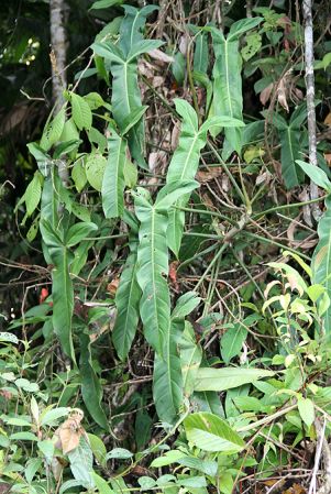 Pictured in Costa Rica Image Copyright © 2014 by Maxime Rome