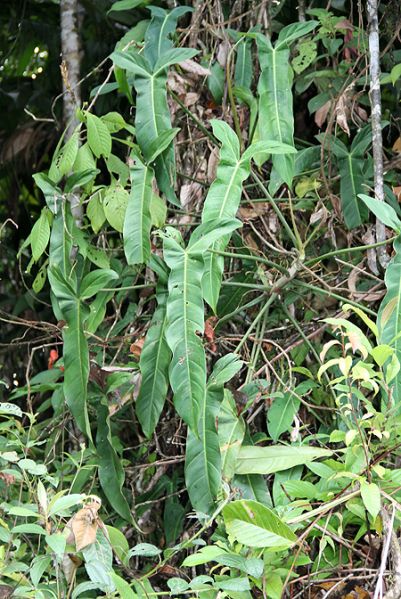 文件:Philoangustilobum 01.jpg