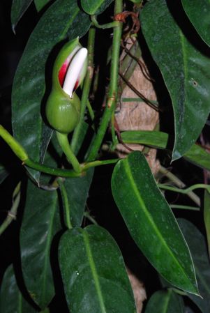 Pictured at the Jardin Botanique de Lyon (France) Image Copyright © 2009 by David Scherberich