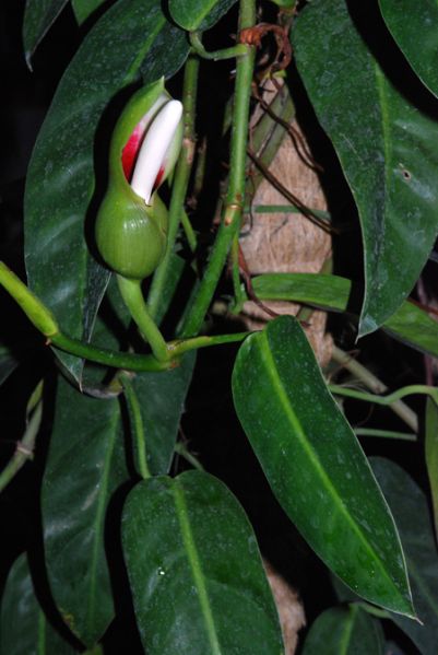 文件:Philobakeri 02.jpg