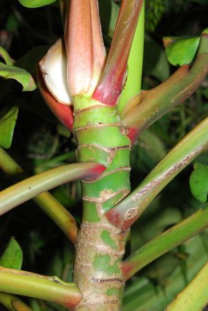 Croat 104020 pictured in Carchi, Ecuador Image Copyright © 2013 by David Scherberich