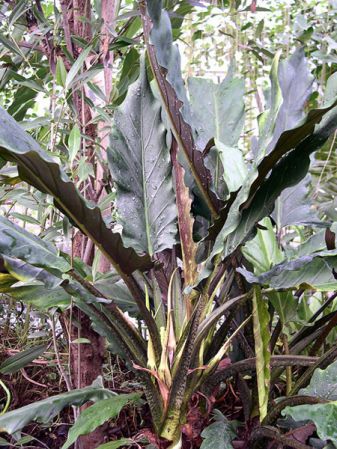Pictured at the Jardin Botanique de Lyon (France) Image Copyright © 2004 by David Scherberich