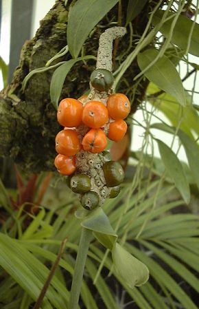 Image Copyright © 2003 by David Scherberich