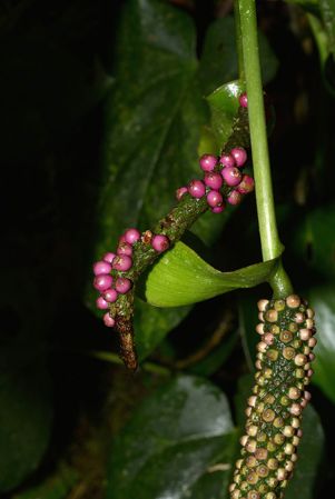 Croat 105555 pictured near Mera (Pastaza, Ecuador) Image Copyright © 2015 by David Scherberich