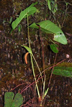 Croat 103786, pictured in Caquetá, Colombia Image Copyright © 2013 by David Scherberich