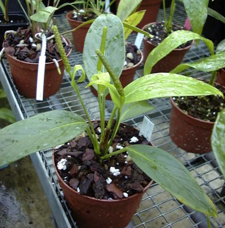 Image Copyright © 2003 by David Scherberich