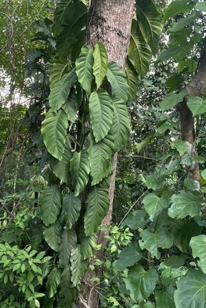 Pictured in Izabal, Guatemala Image Copyright © 2021 by Fred Muller