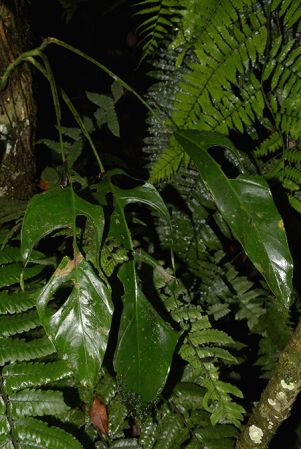 Croat 105878 pictured in Yasuni National Park (Orellana, Ecuador) Image Copyright © 2015 by David Scherberich