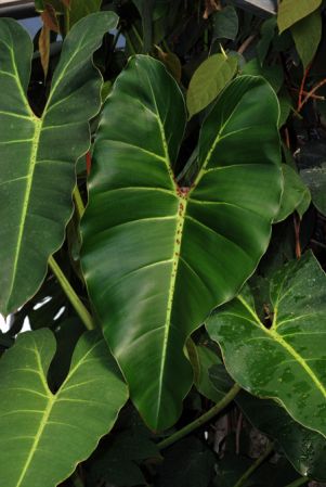 Pictured at the Jardin Botanique de Lyon (France) Image Copyright © 2011 by David Scherberich