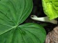 2026年5月30日 (六) 12:27版本的缩略图