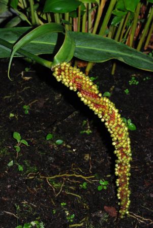 Pictured at the Jardin Botanique de Lyon (France) Image Copyright © 2012 by David Scherberich